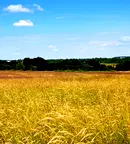 Парцел в Бургас, Царево