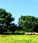 Парцел в Бургас, Средец