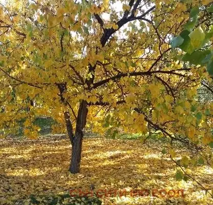Снимка 4 — Парцел в Пазарджик, с. Лозен