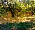 Снимка 5 — Парцел в Пазарджик, с. Лозен