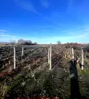 Парцел в Пловдив, с. Белащица