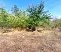 Снимка 3 — Парцел в Русе, с. Пепелина