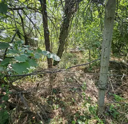Снимка 5 — Парцел в Русе, с. Пиргово