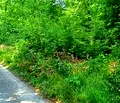 Снимка 4 — Парцел във Варна, к.к. Камчия