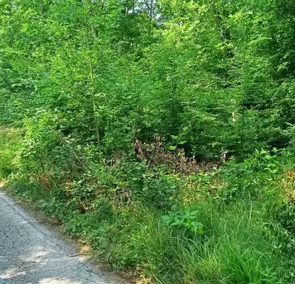 Photo 4 — Plot in Oblast Varna, Kamchiya