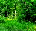 Снимка 5 — Парцел във Варна, к.к. Камчия