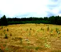 Снимка 4 — Парцел в Пазарджик, Батак