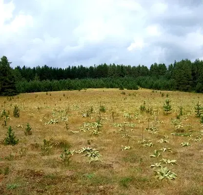 Photo 4 — Plot in Oblast Pazardjik, Batak