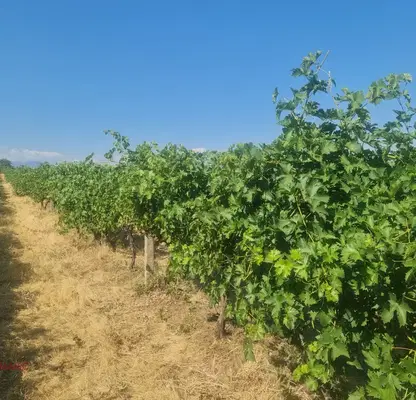 Photo 2 — Agricultural Land in Oblast Plovdiv, Popovica