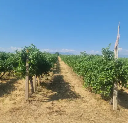 Photo 4 — Agricultural Land in Oblast Plovdiv, Popovica