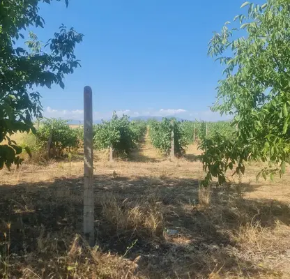 Photo 5 — Agricultural Land in Oblast Plovdiv, Popovica