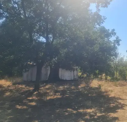 Photo 5 — Vineyard in Plovdiv, Popovica