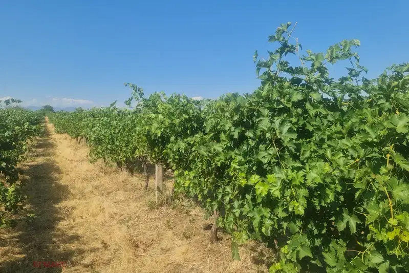 Agricultural Land in Oblast Plovdiv, Popovica