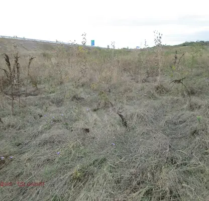 Photo 5 — Plot in Malo Buchino