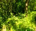 Снимка 4 — Парцел в с. Герман