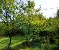 Снимка 2 — Парцел в Перник, Бела вода