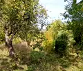 Снимка 5 — Парцел в Перник, Бела вода