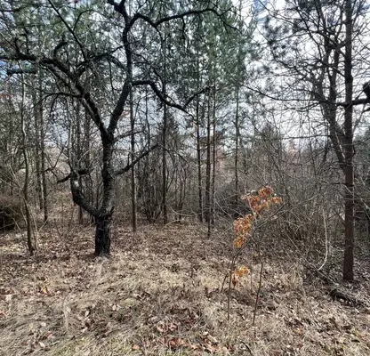 Photo 3 — Plot in Sofiya, Shtyrkelovo Gnezdo