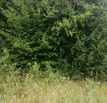 Photo 2 — Plot in Oblast Lovech, Sopot