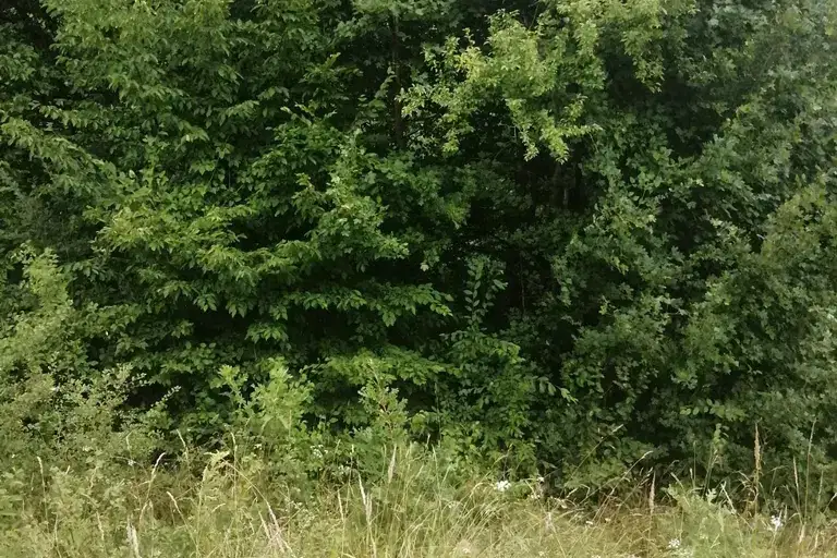 Plot in Oblast Lovech, Sopot