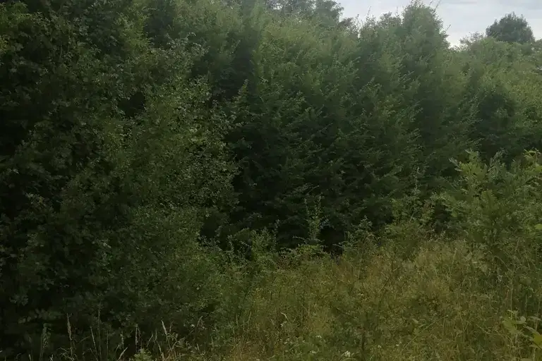 Plot in Oblast Lovech, Sopot