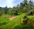 Снимка 4 — Парцел в Пазарджик, Сърница