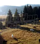 Парцел в София, с. Говедарци
