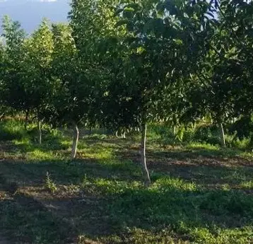 Photo 2 — Agricultural Land in Oblast Ruse, Svalenik