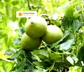 Снимка 3 — Земеделски имот в Русе, с. Сваленик