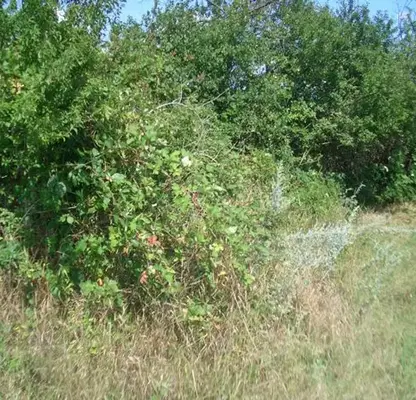 Photo 2 — Plot in Konstantinovo