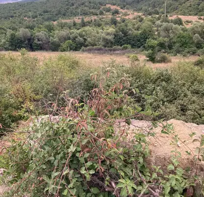 Photo 2 — Plot in Oblast Blagoevgrad, Ognyanovo