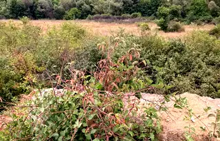 Парцел в Благоевград, с. Огняново