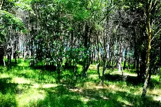 Парцел в Бургас, Ахтопол