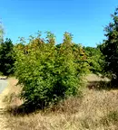 Парцел в Бургас, с. Велика