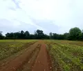 Снимка 2 — Парцел в Добрич, с. Българево