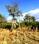 Парцел в Пловдив, Карлово