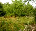 Снимка 4 — Парцел в Пловдив, с. Гълъбово