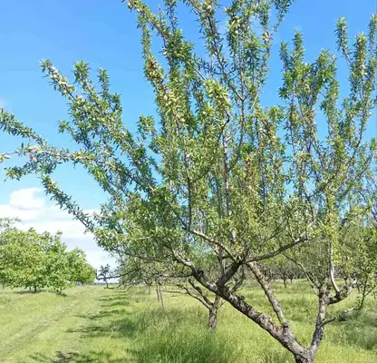 Photo 2 — Plot in Oblast Ruse, Prosena