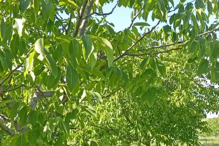 Парцел в Русе, с. Просена