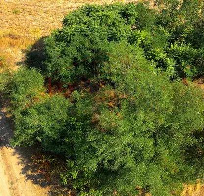Photo 3 — Plot in Oblast Ruse, Shtryklevo