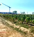 Парцел в София, Елин Пелин