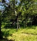 Парцел във Велико Търново, с. Козаревец