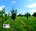 Снимка 2 — Земеделски имот в Стара Загора, с. Ковач
