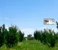 Снимка 5 — Земеделски имот в Стара Загора, с. Ковач