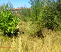 Снимка 2 — Парцел в с. Лозен
