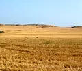 Снимка 3 — Парцел в Бургас, Каблешково