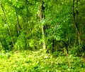 Снимка 3 — Парцел в Габрово, с. Враниловци