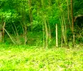 Снимка 4 — Парцел в Габрово, с. Враниловци