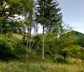 Снимка 4 — Парцел в Ловеч, с. Рибарица
