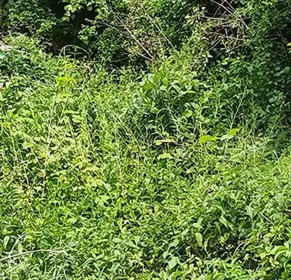 Photo 5 — Plot in Oblast Pernik, Bankya